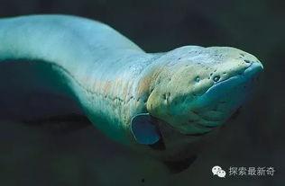 电鳗最新爆料图片,最新爆料图片背后的惊人真相